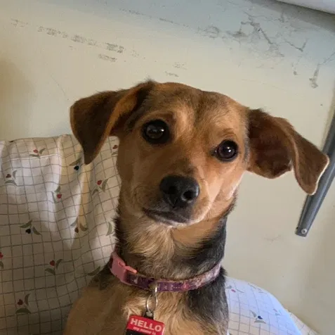 Lost dog in Sylmar, CA, 91342