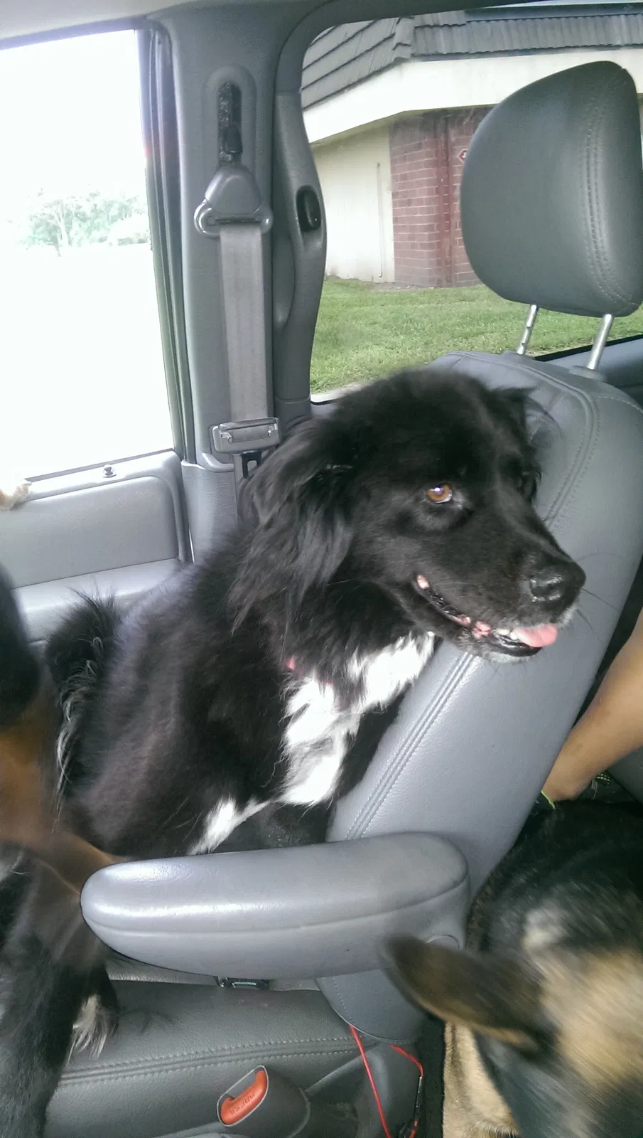 Lost dog in Kansas City, MO, 64131