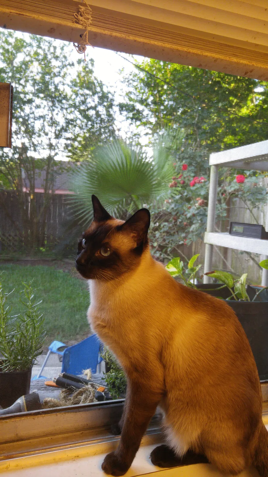 Lost cat in Houston, TX, 77065
