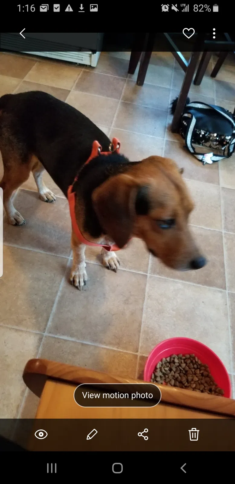 Lost dog in Joplin, MO, 64804