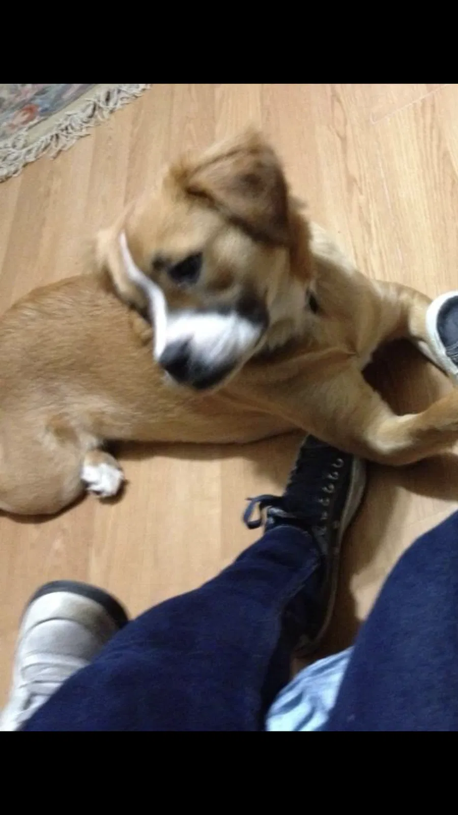 Lost dog in Staten Island, NY, 10310