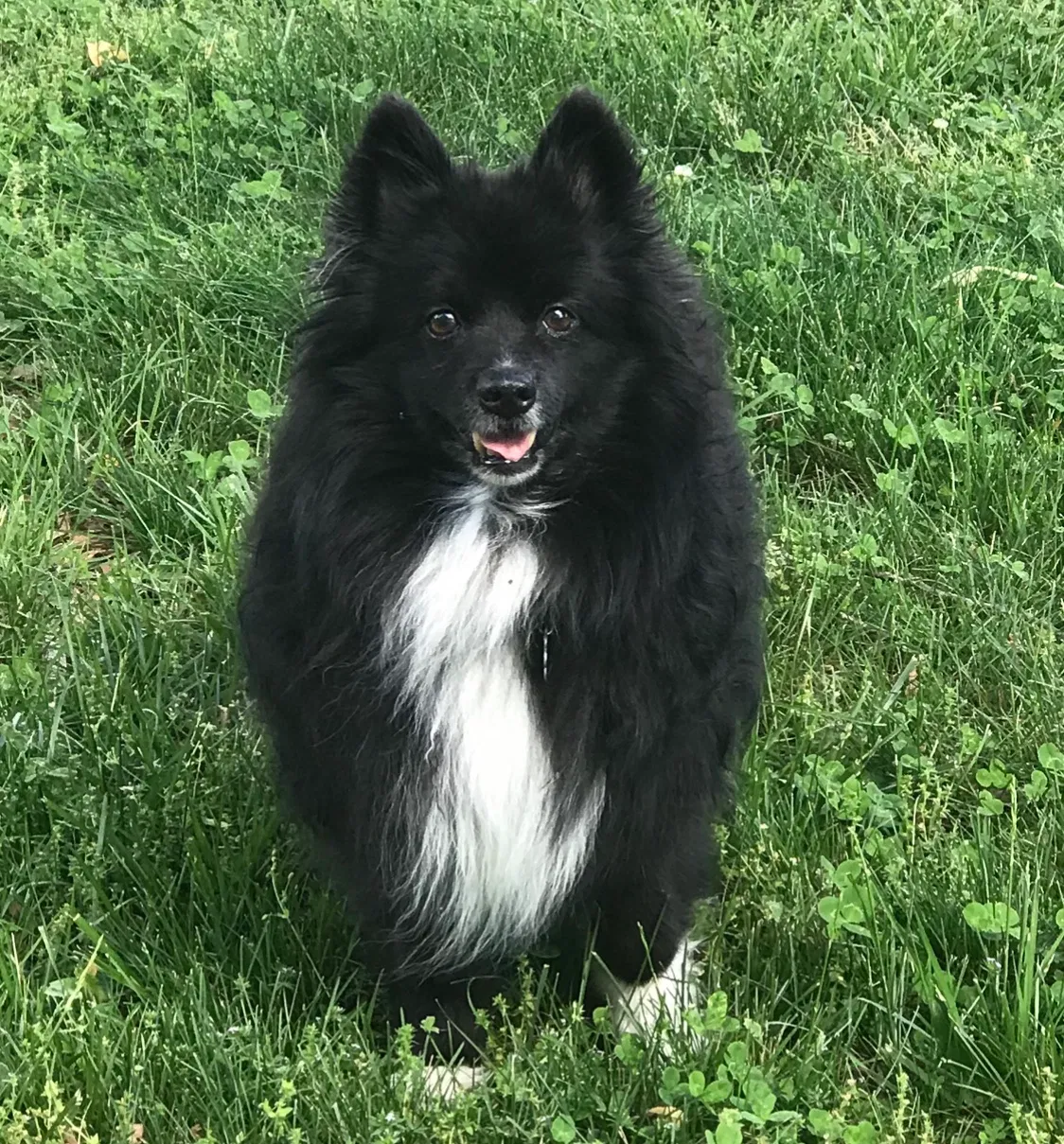 Lost dog in Manchester, TN, 37355