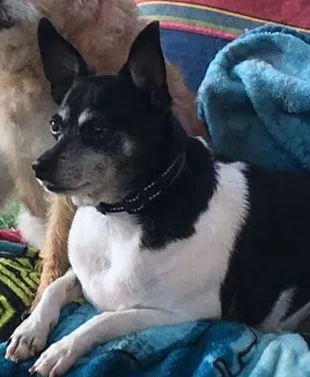 Lost dog in Myakka City, FL, 34251