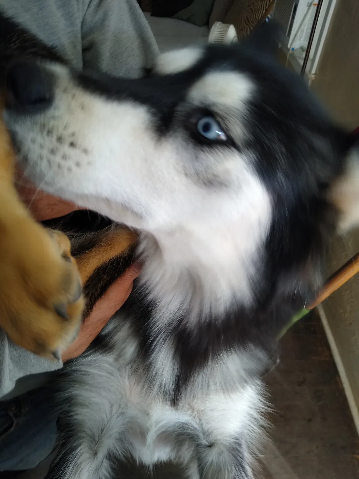 Lost dog in Fresno, CA, 93703