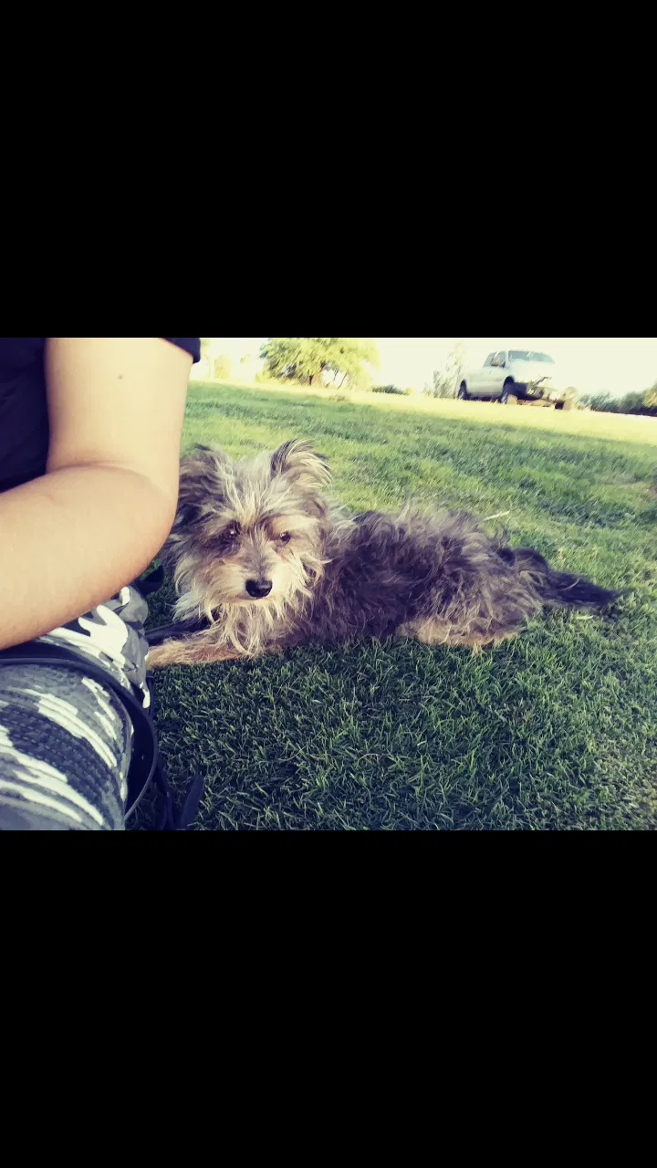 Lost dog in Tucson, AZ, 85730