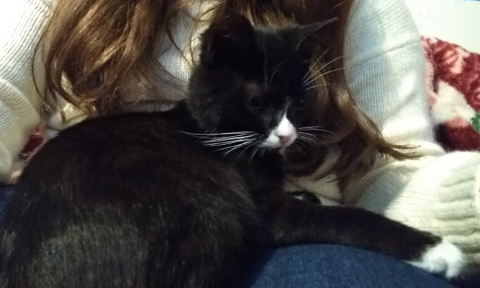 Lost cat in Pasadena, CA, 91107