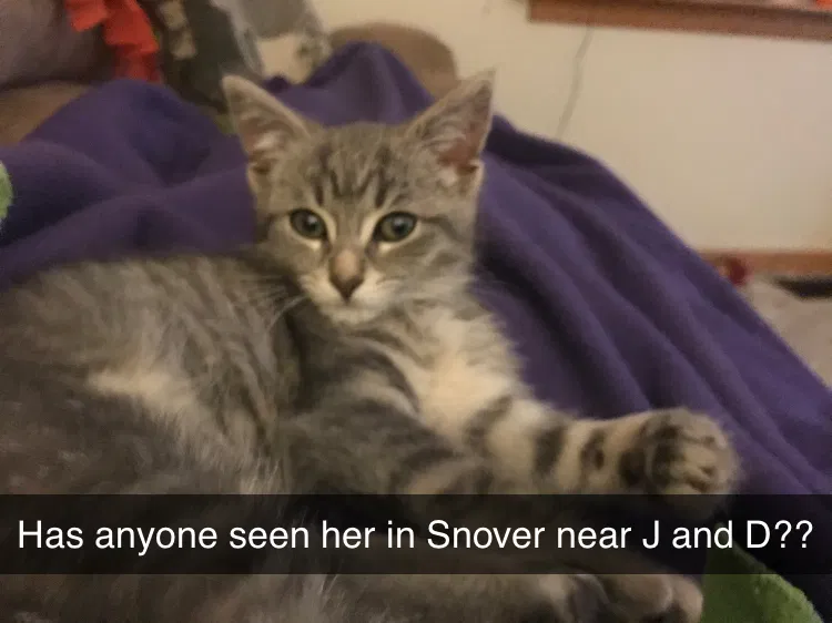 Lost cat in Snover, MI, 48472
