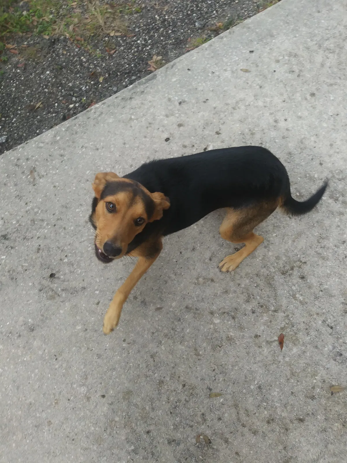 Found dog in Zephyrhills, FL, 33540