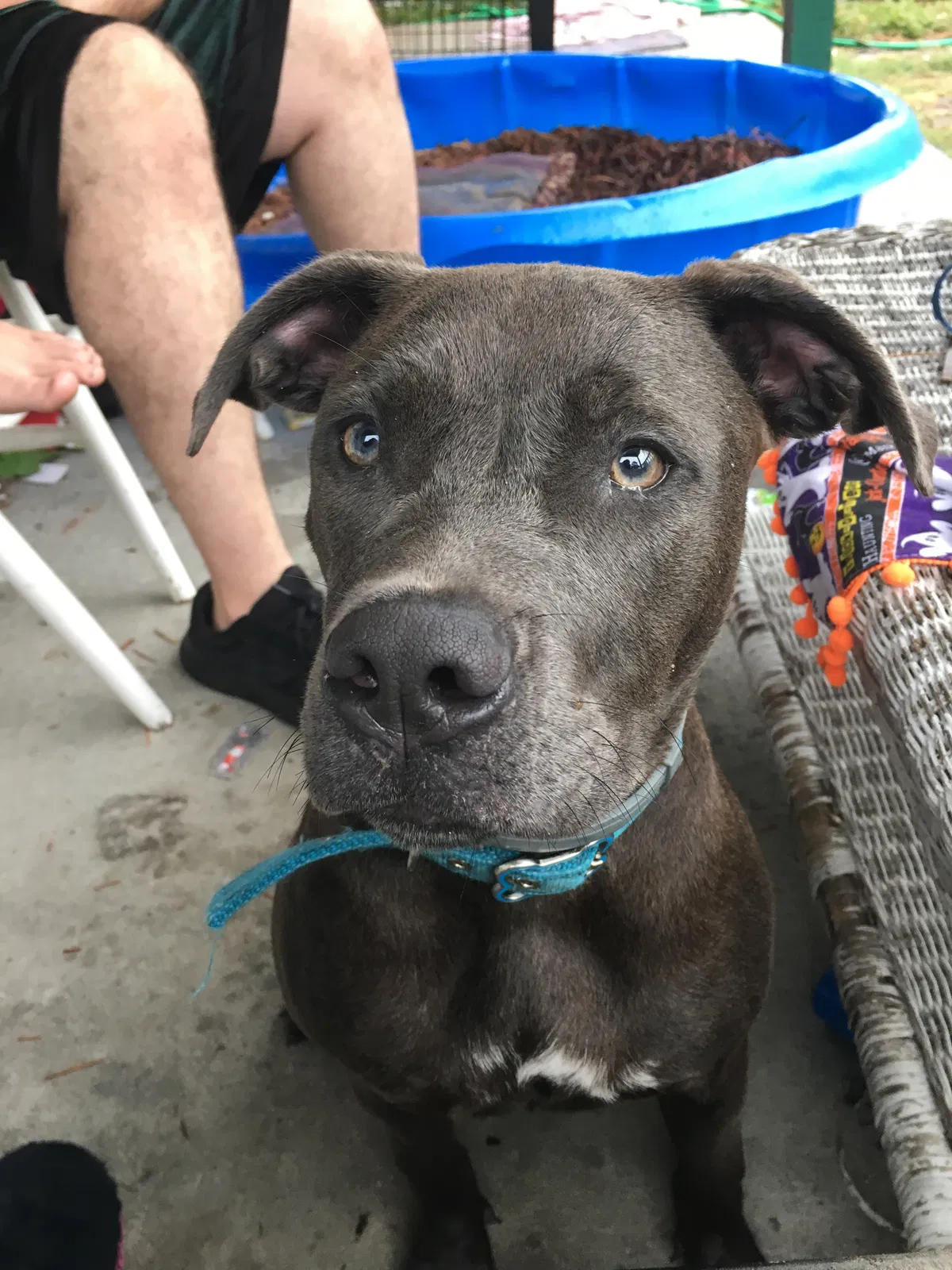 Lost dog in Chesapeake, VA, 23325