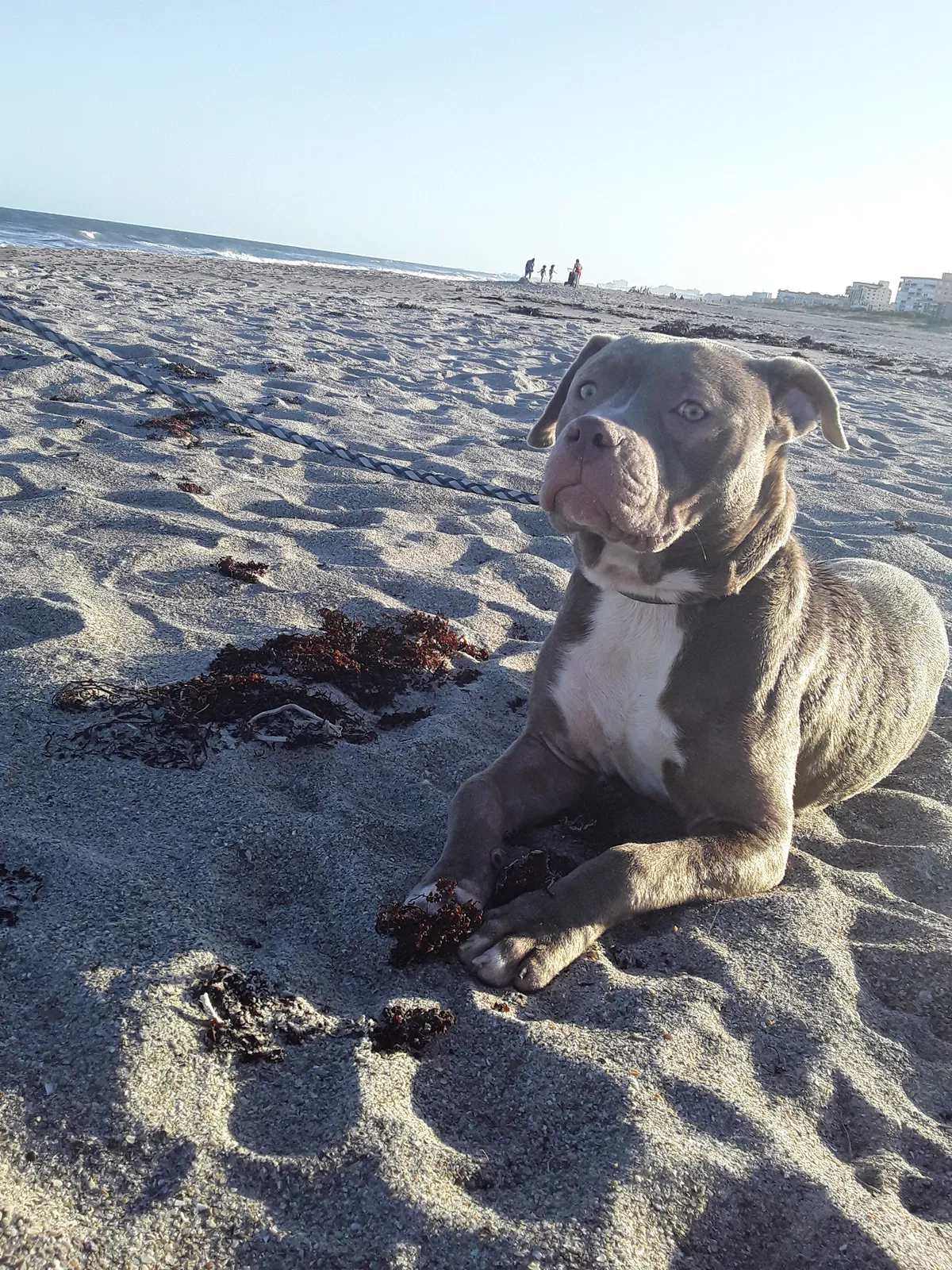 Lost dog in Cape Canaveral, FL, 32920