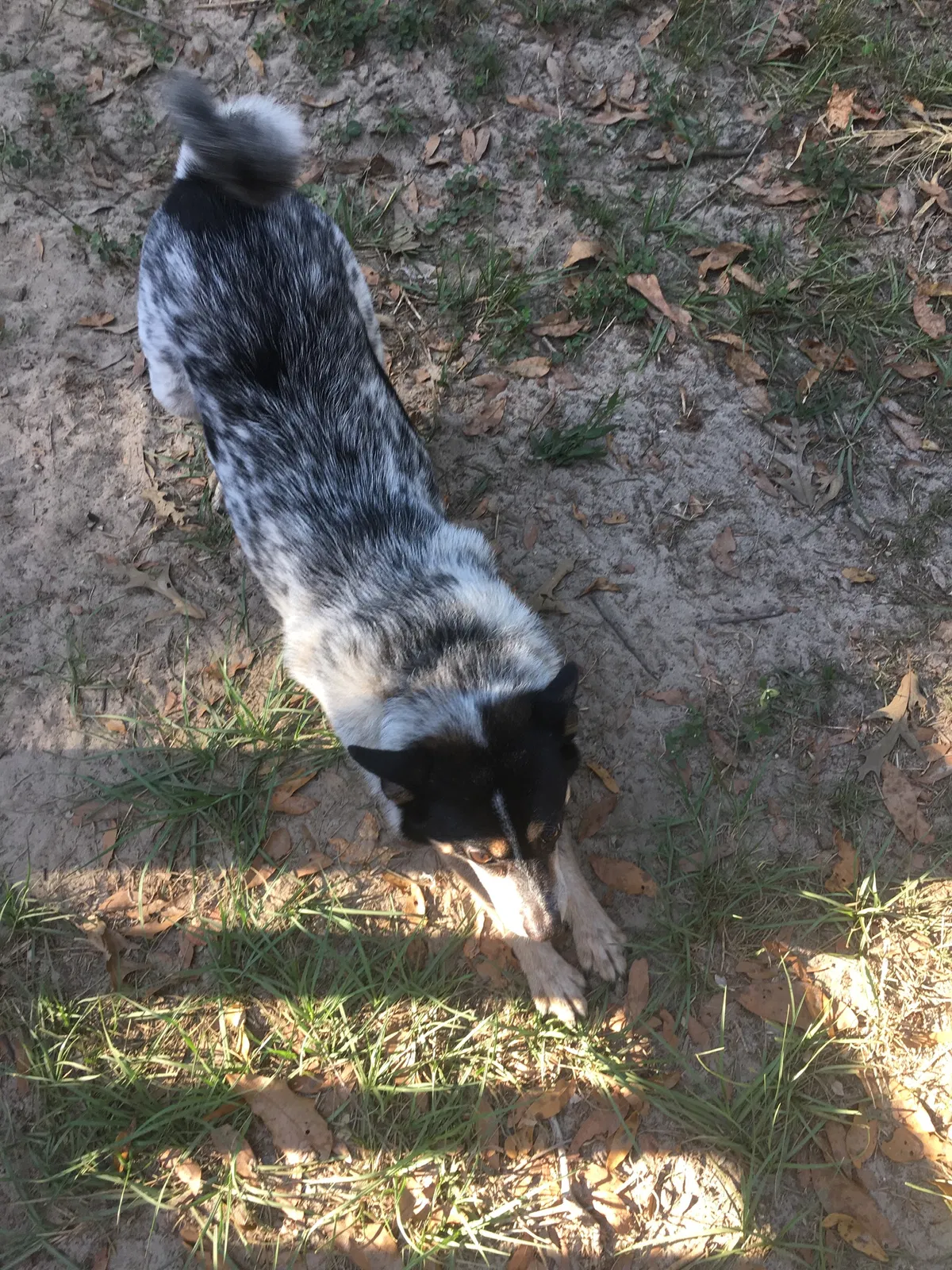 Lost dog in Tallahassee, FL, 32304