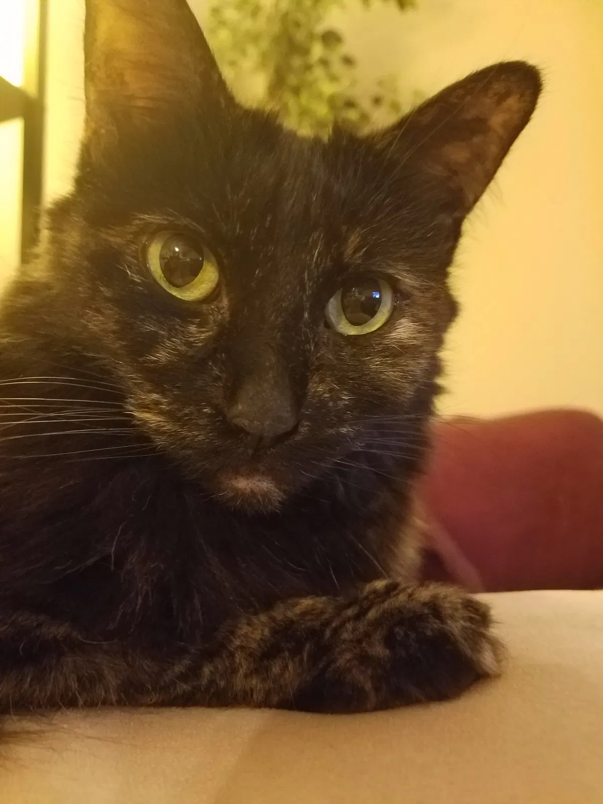 Lost cat in Peoria, AZ, 85345