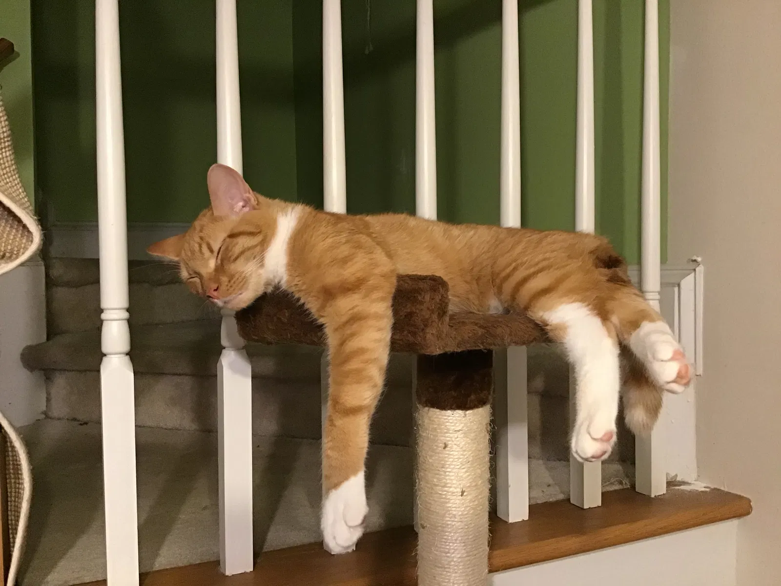 Lost cat in Matthews, NC, 28105