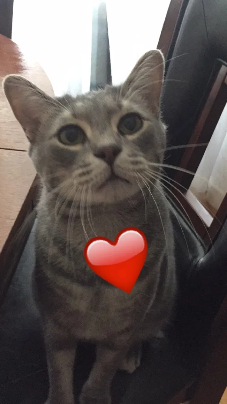 Lost cat in Tallahassee, FL, 32304