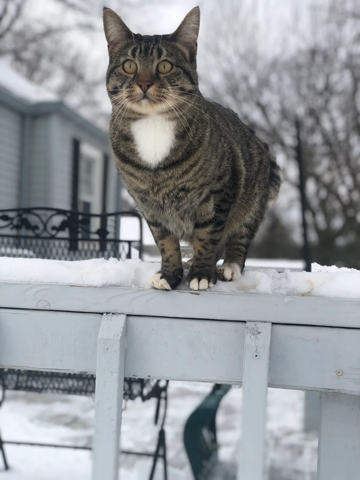Lost cat in Independence, MO, 64057