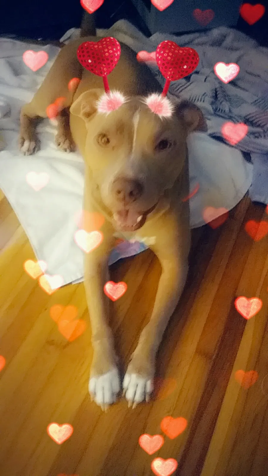 Lost dog in Daytona Beach, FL, 32114