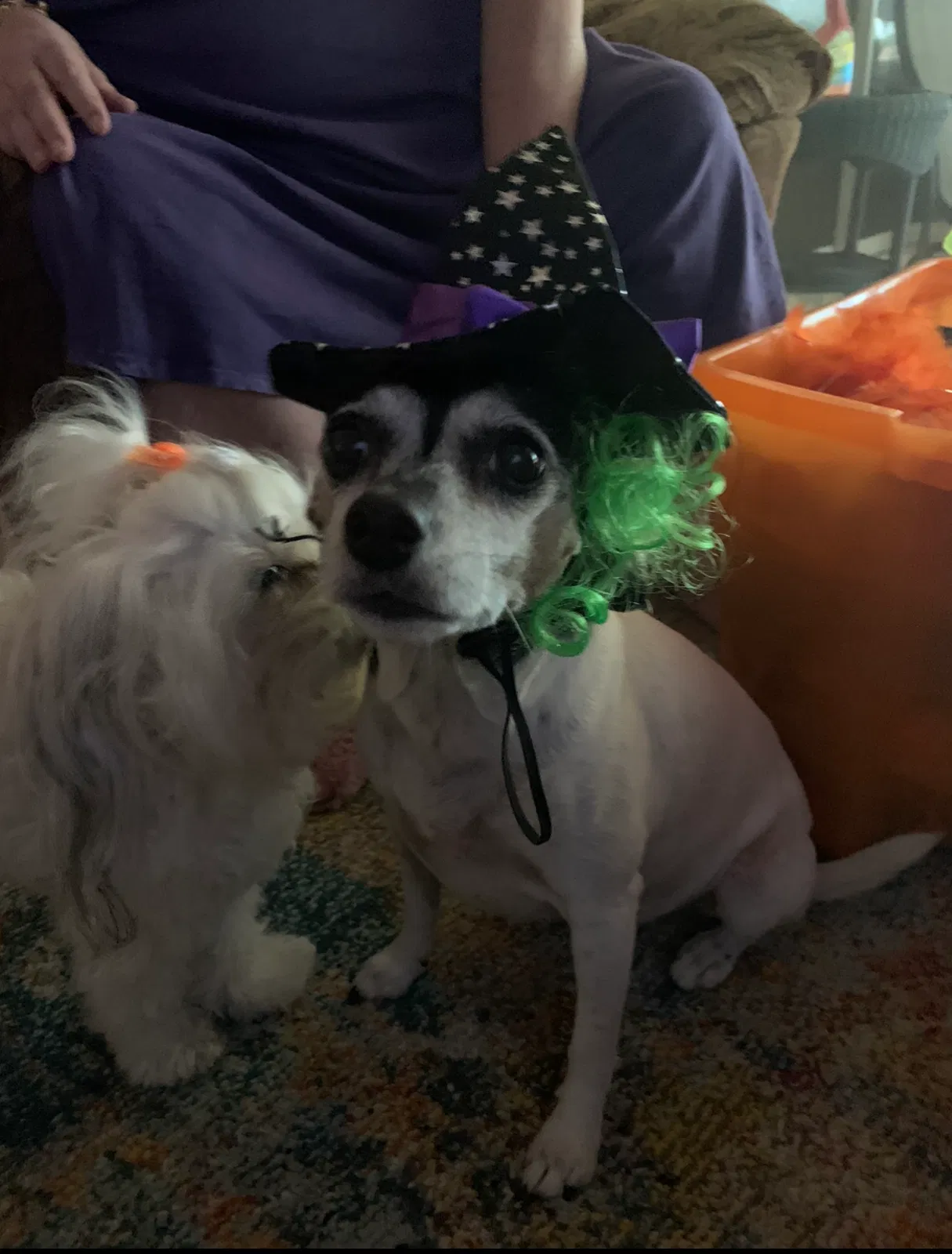 Lost dog in Lake Worth, FL, 33463