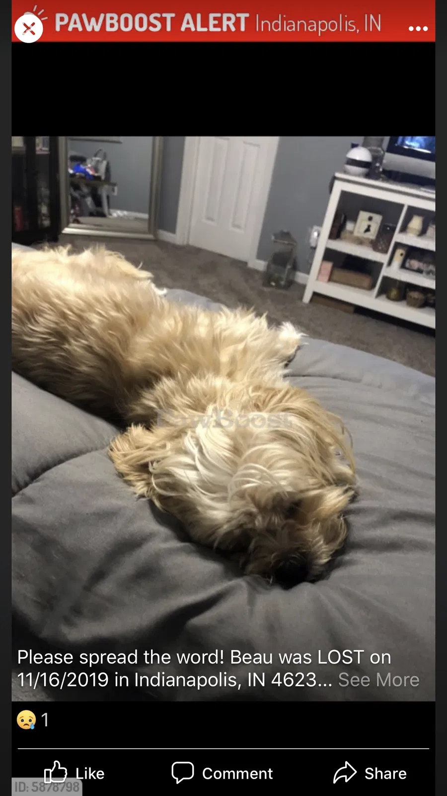 Lost dog in Indianapolis, IN, 46239