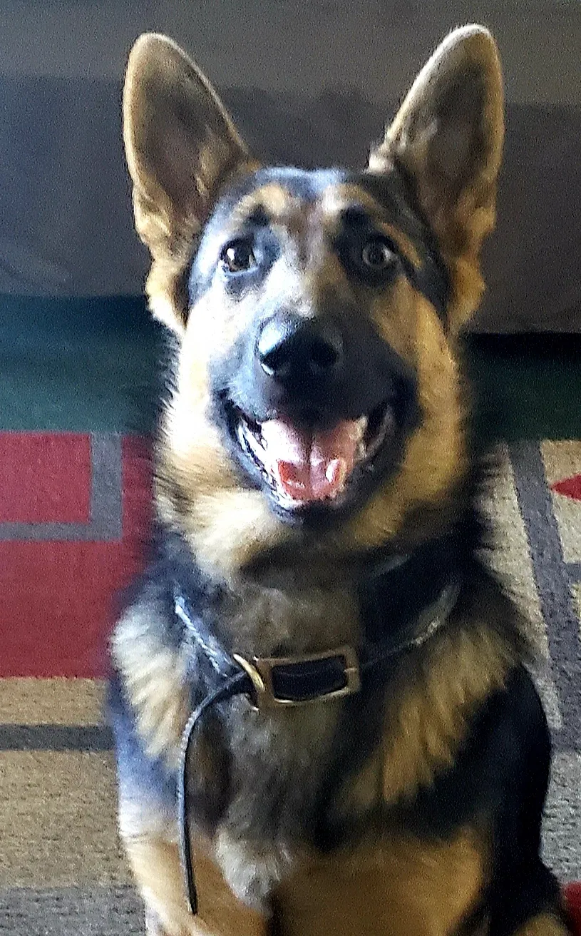 Lost dog in Hayward, CA, 94545