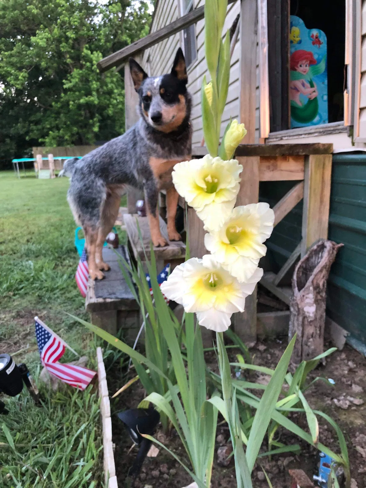 Lost dog in Fayetteville, AR, 72701