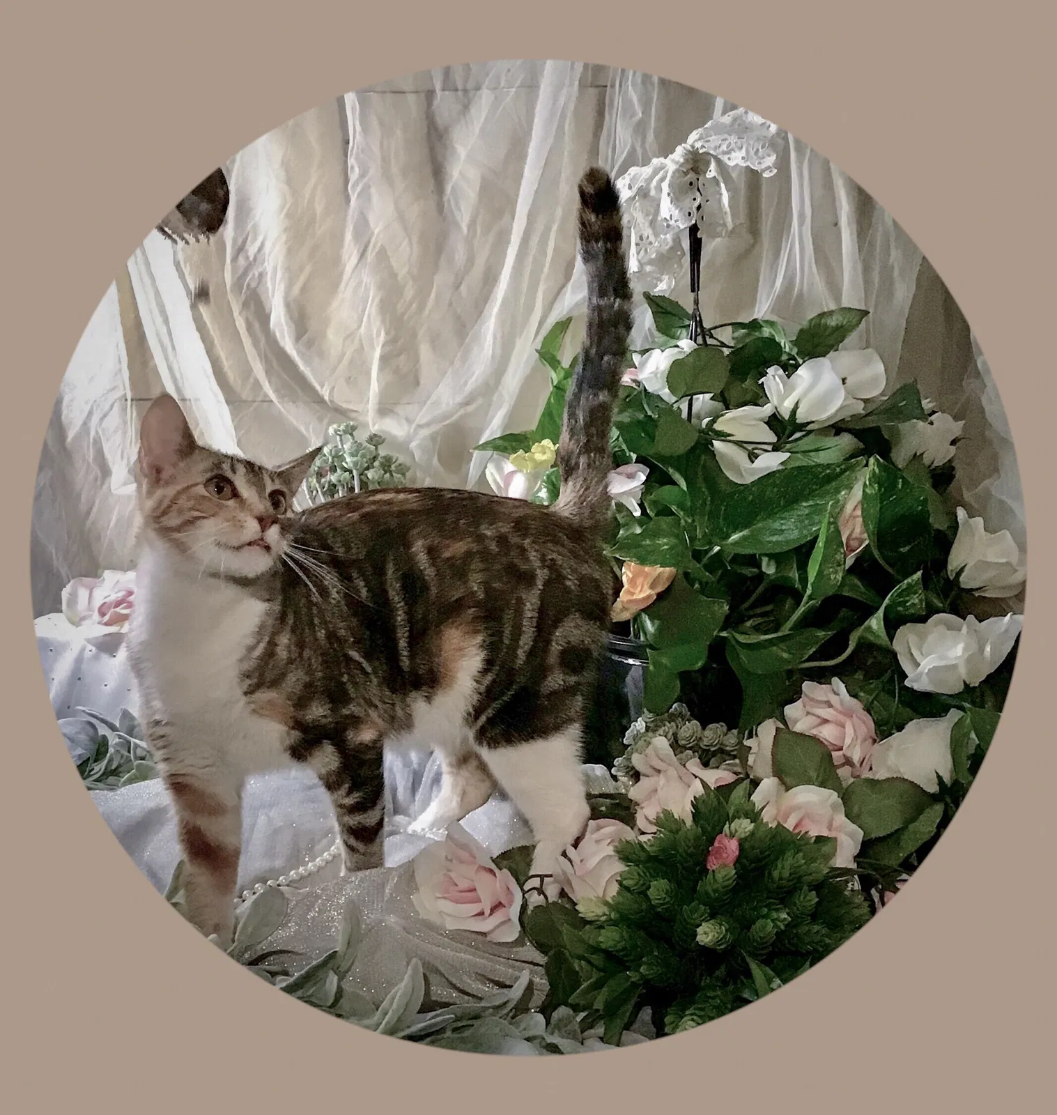 Lost cat in Minneapolis, MN, 55412