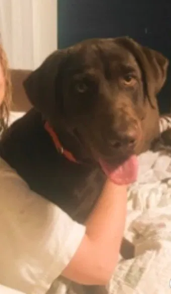 Lost dog in Byron, GA, 31008