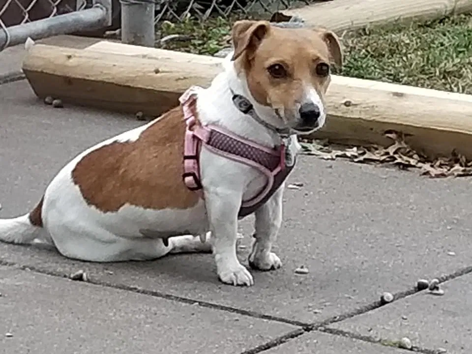 Lost dog in Saint Louis, MO, 63128