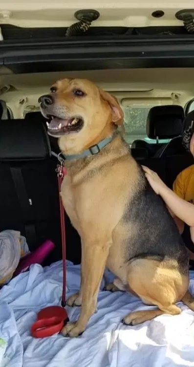 Lost dog in Grottoes, VA, 24441