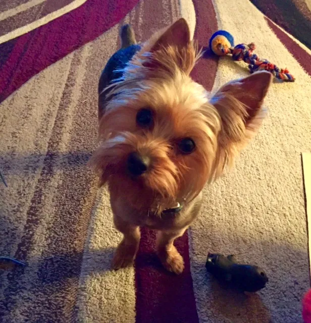 Lost dog in Chesapeake, VA, 23325