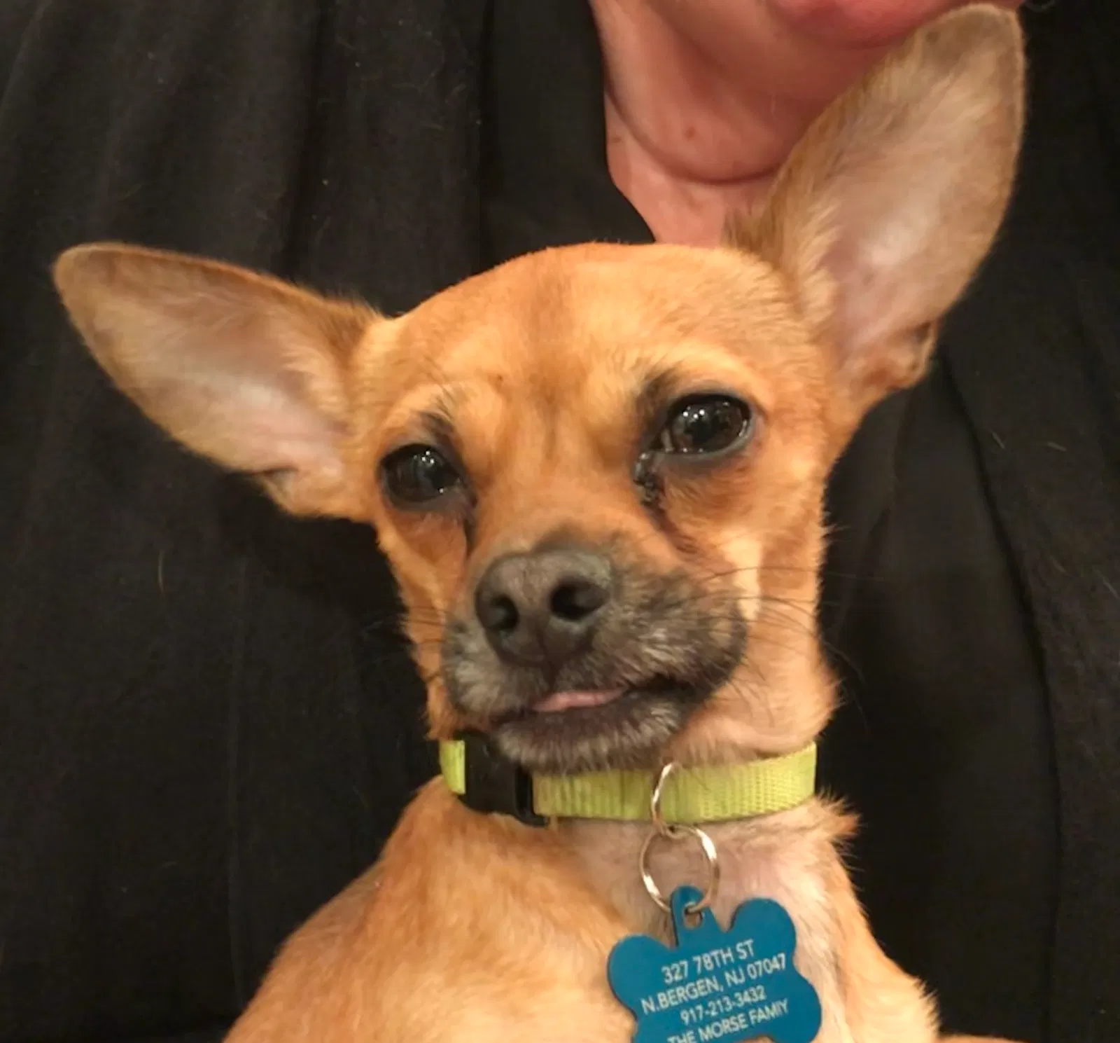 Lost dog in North Bergen, NJ, 7047