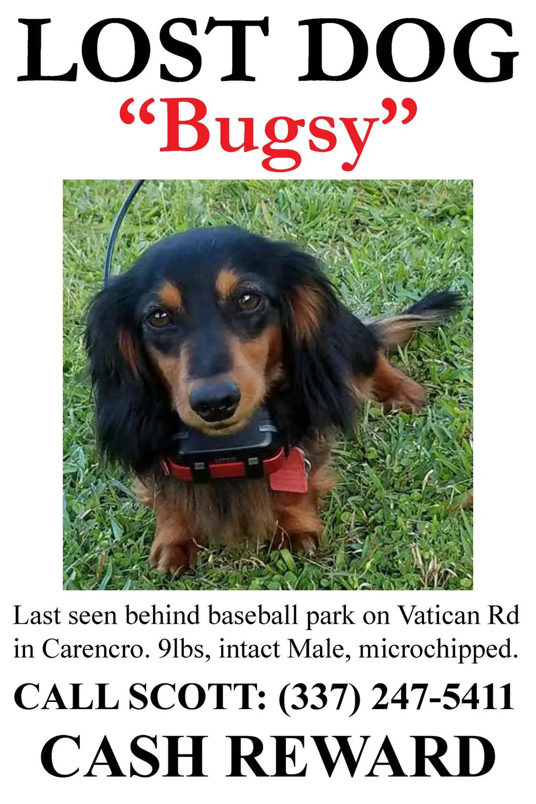 Lost dog in Carencro, LA, 70520