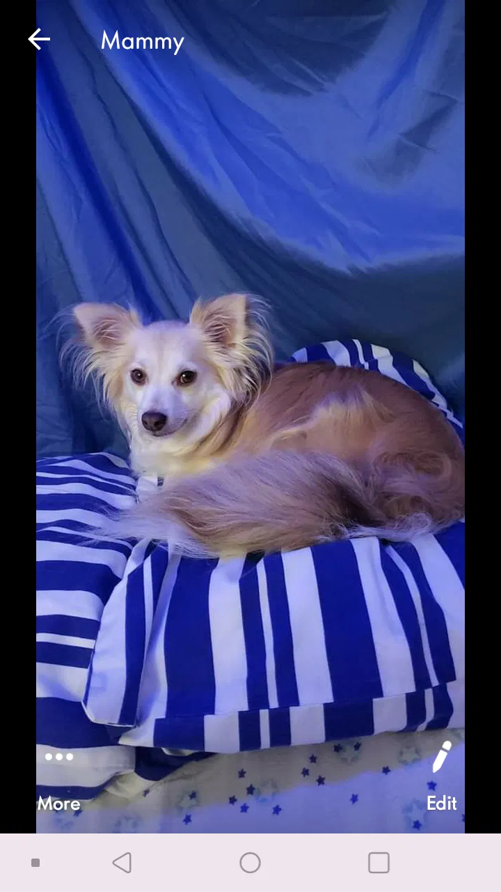 Lost dog in Poquoson, VA, 23662