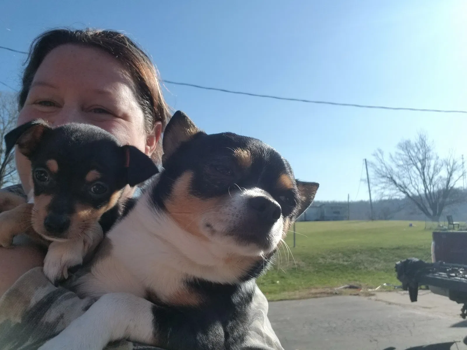 Lost dog in Amity, PA, 15311