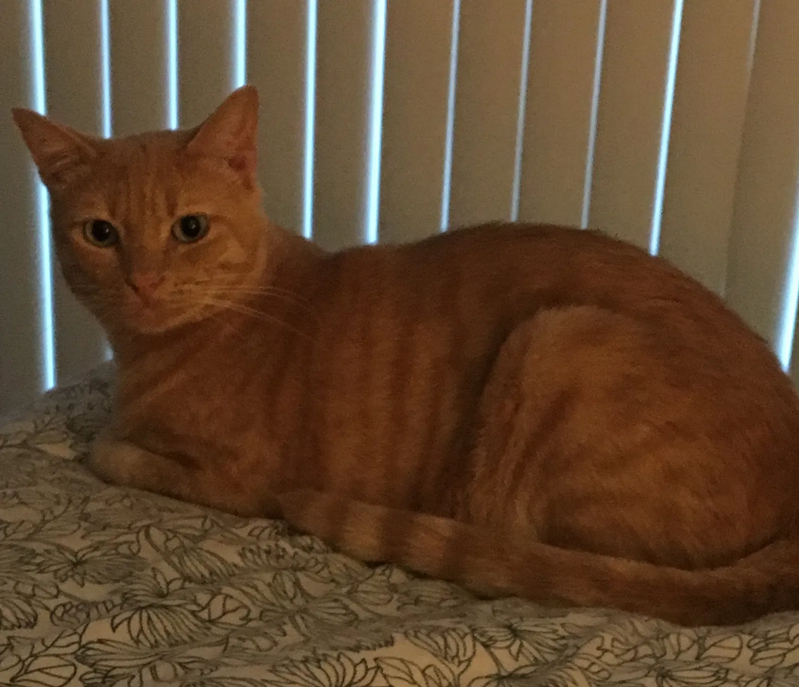 Lost cat in Phoenix, AZ, 85016