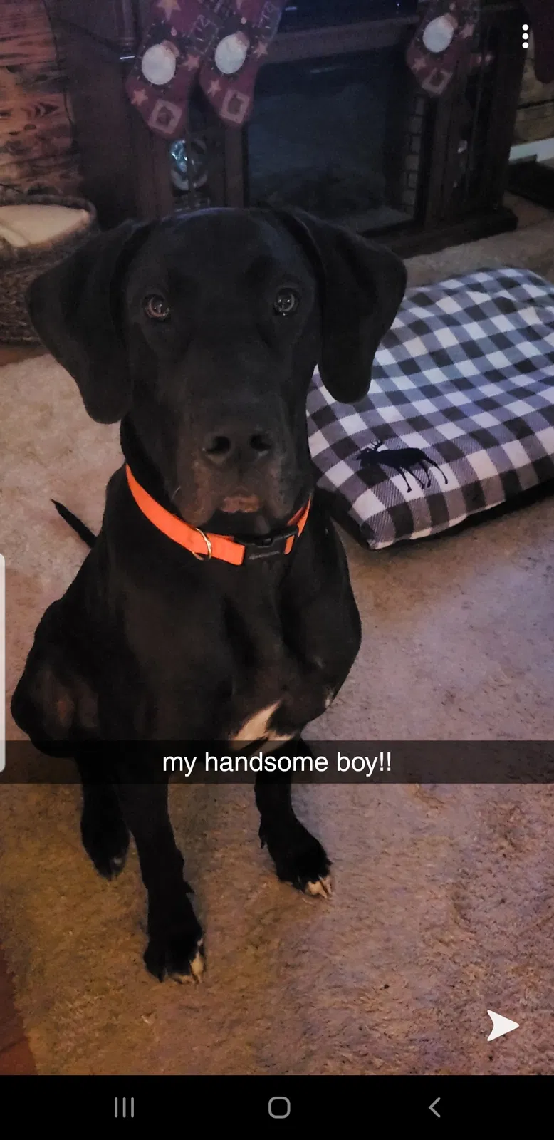 Lost dog in Newport, NC, 28570