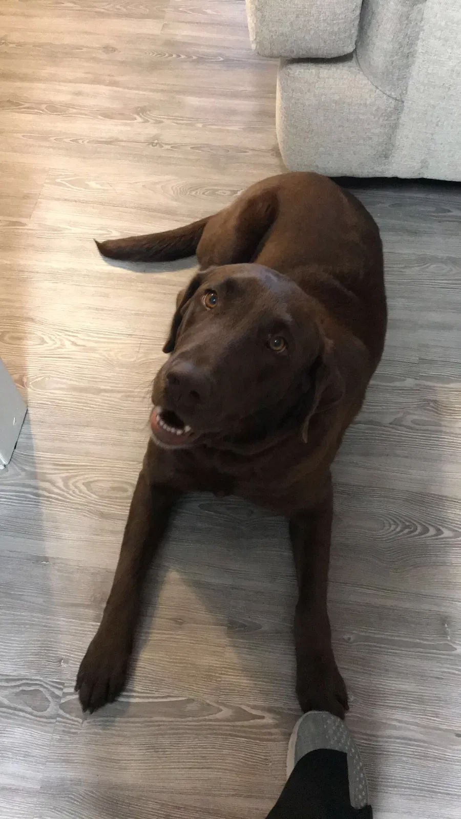 Lost dog in Columbia, SC, 29223