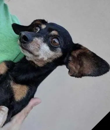 Lost dog in Chandler, AZ, 85225