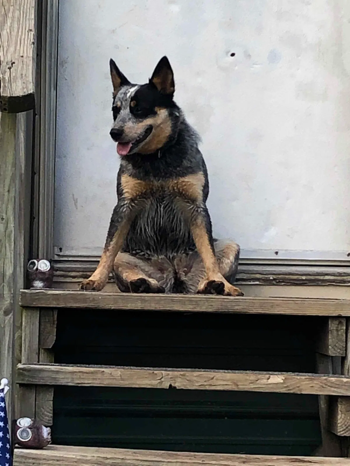 Lost dog in Unknown, OK, 72694
