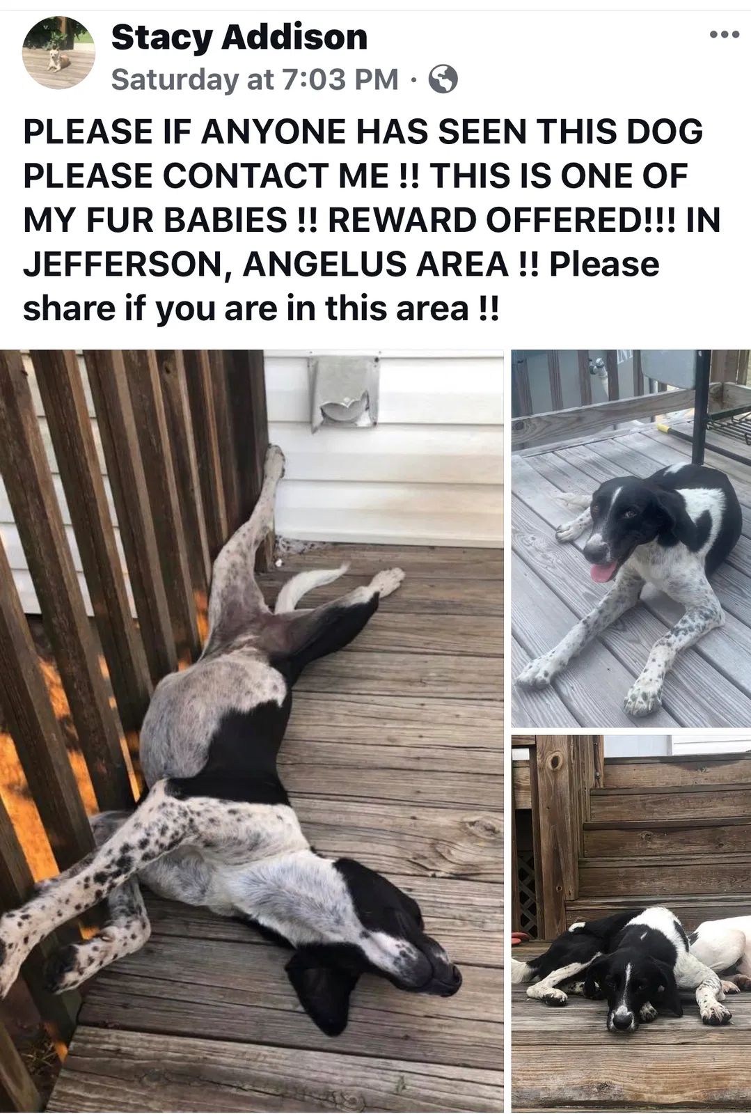 Lost dog in Jefferson, SC, 29718