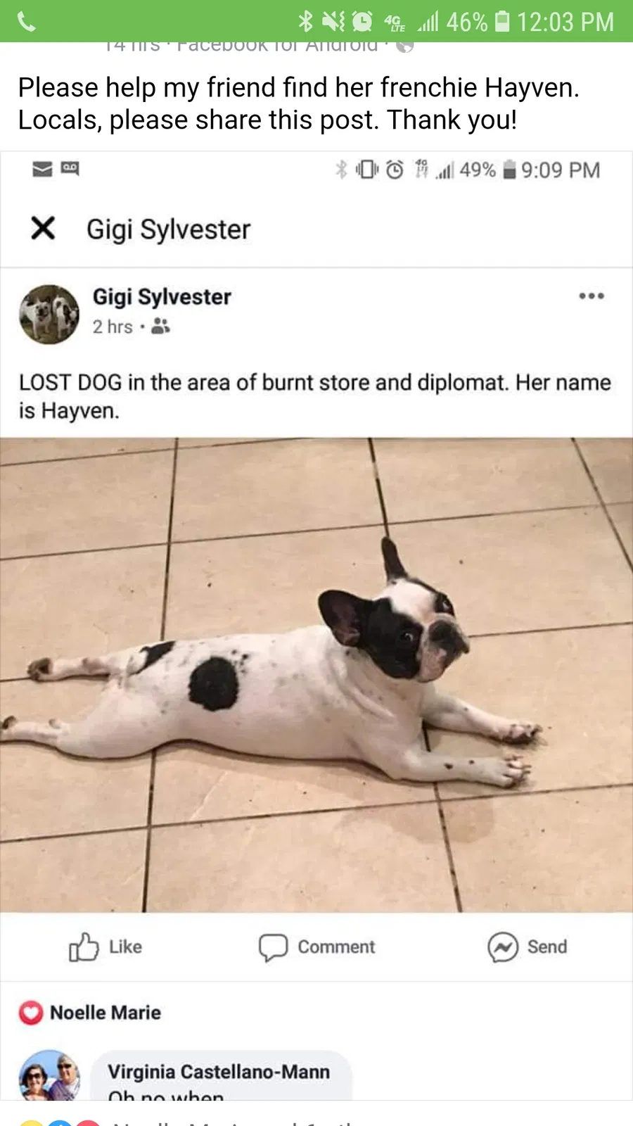 Lost dog in Cape Coral, FL, 33993