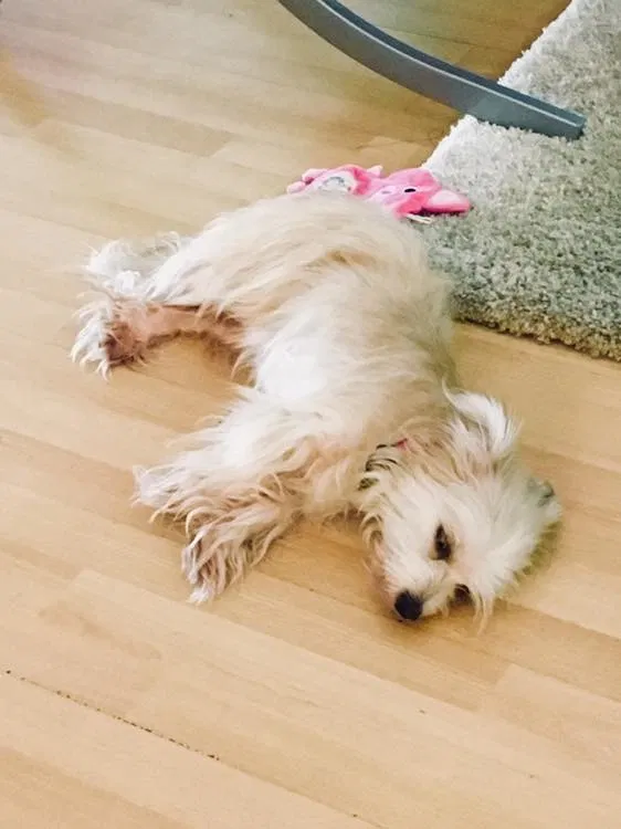 Lost dog in Cape Coral, FL, 33914