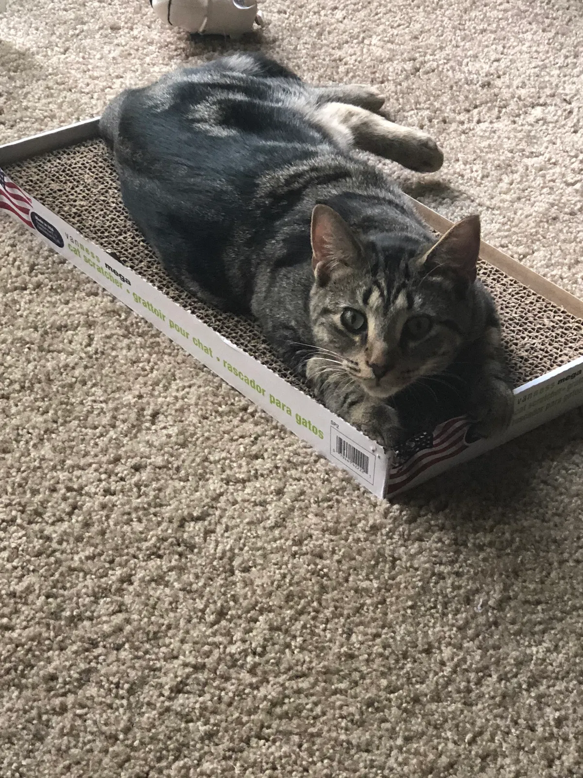 Lost cat in Columbus, OH, 43230