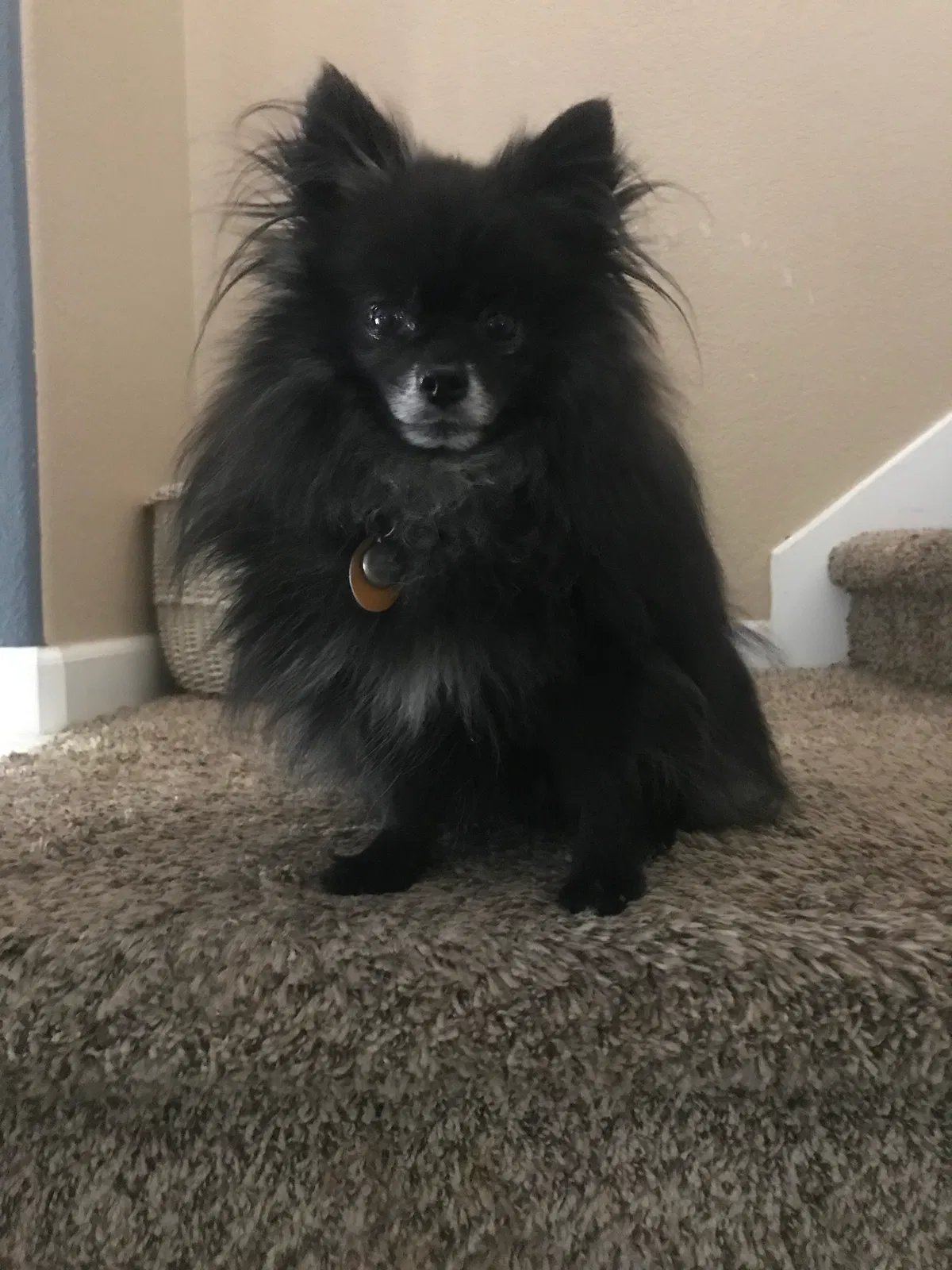 Lost dog in Aurora, CO, 80018