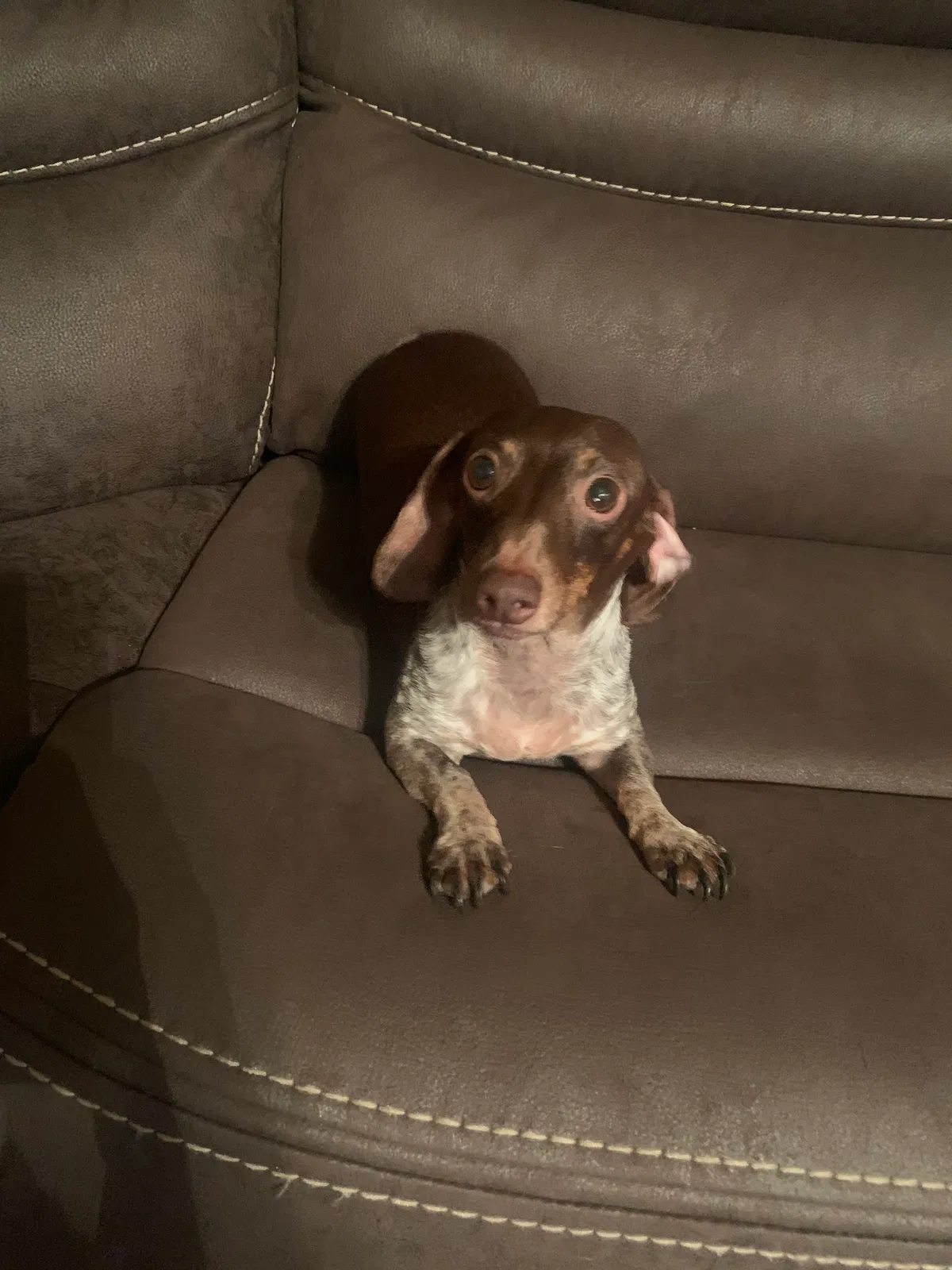 Lost dog in Waco, TX, 76707