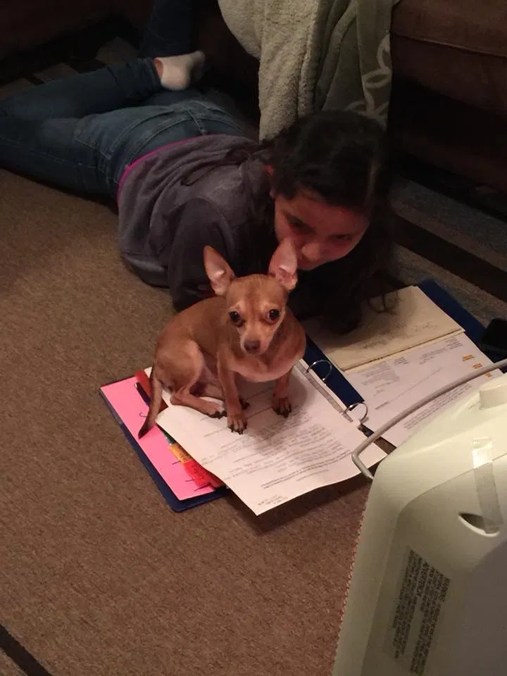 Lost dog in Corpus Christi, TX, 78417