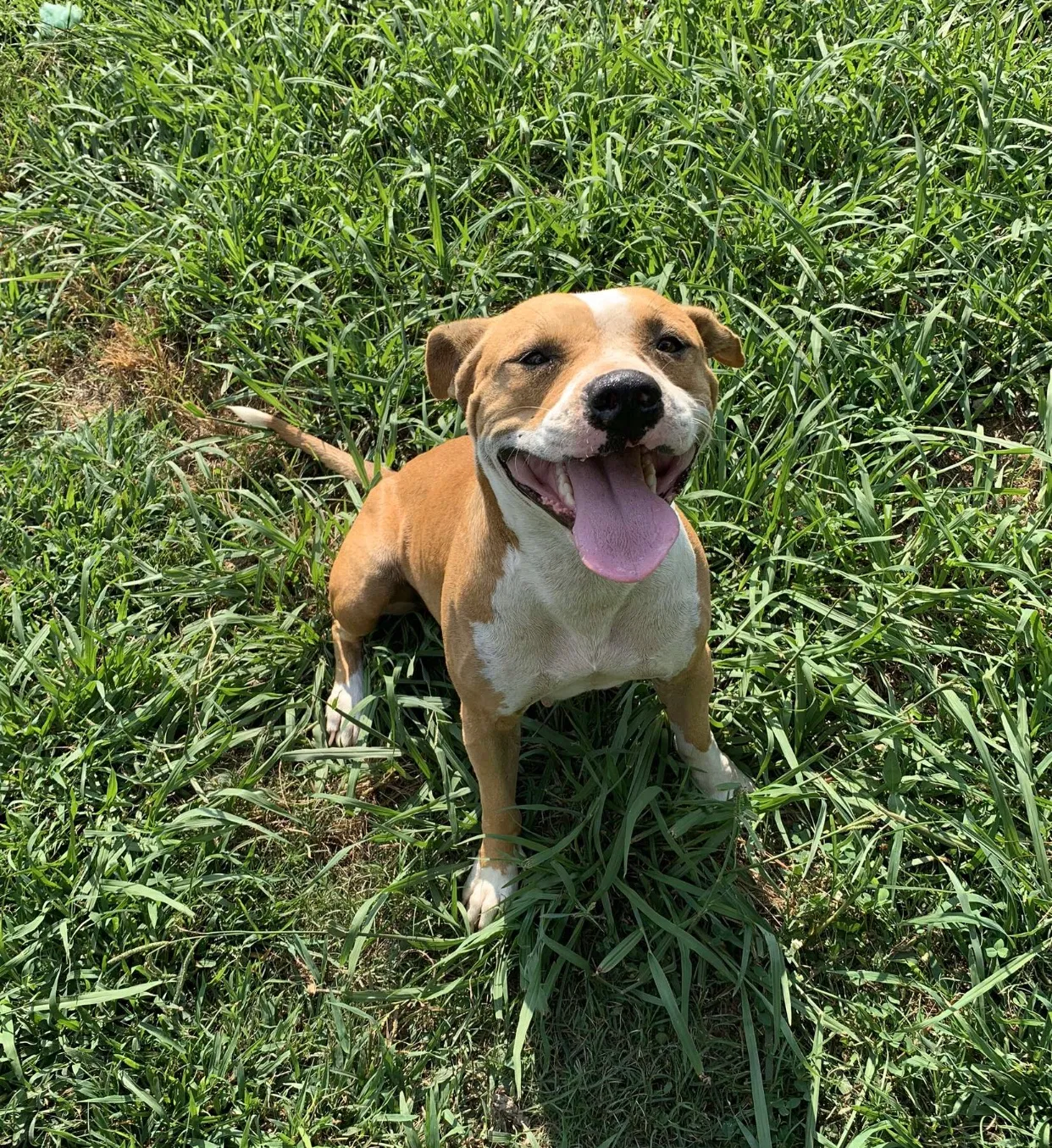 Lost dog in Decatur, AL, 35601