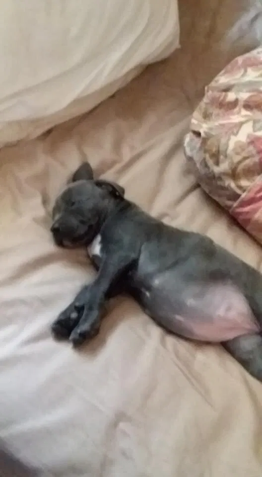 Lost dog in Chester, PA, 19013