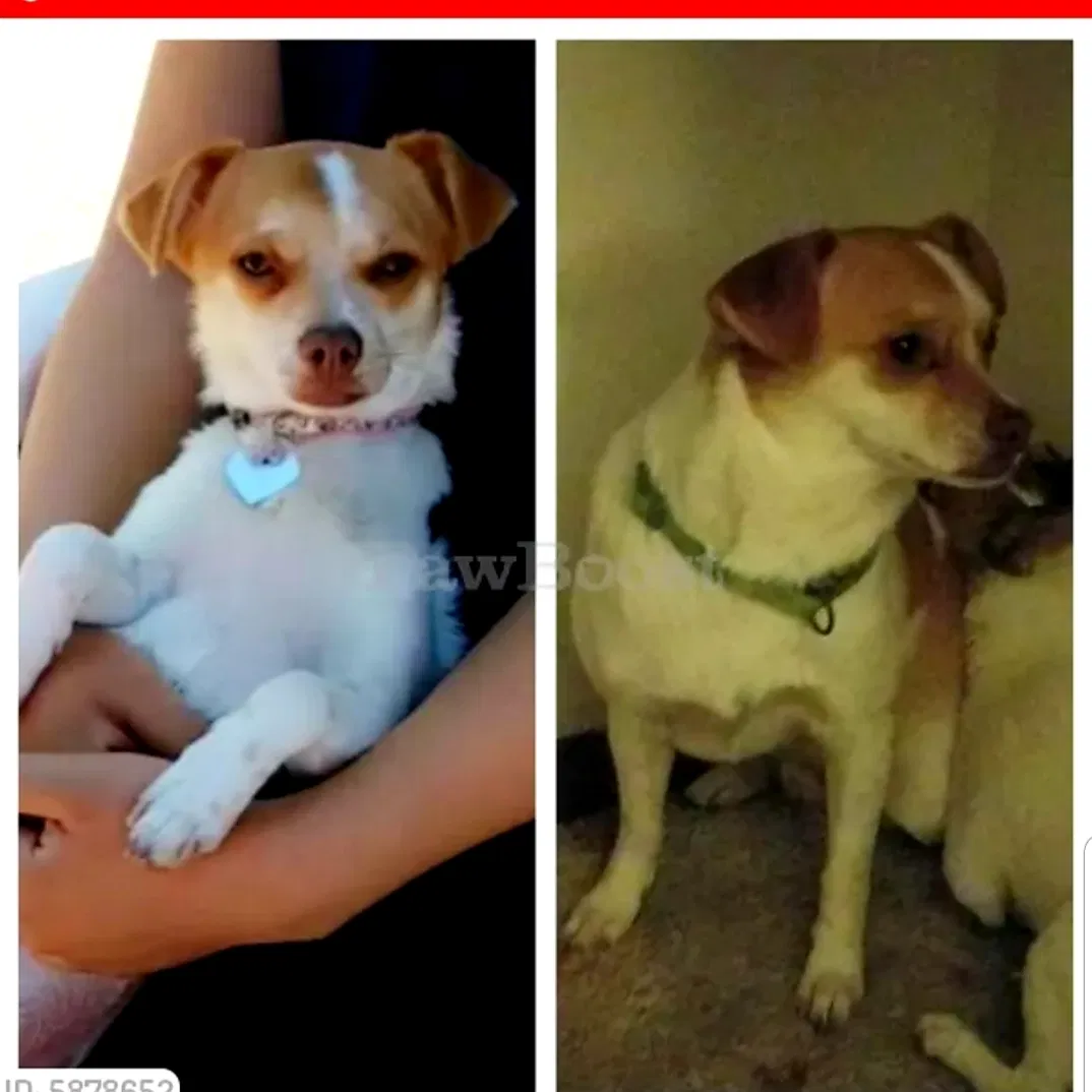 Lost dog in Milwaukee, WI, 53223