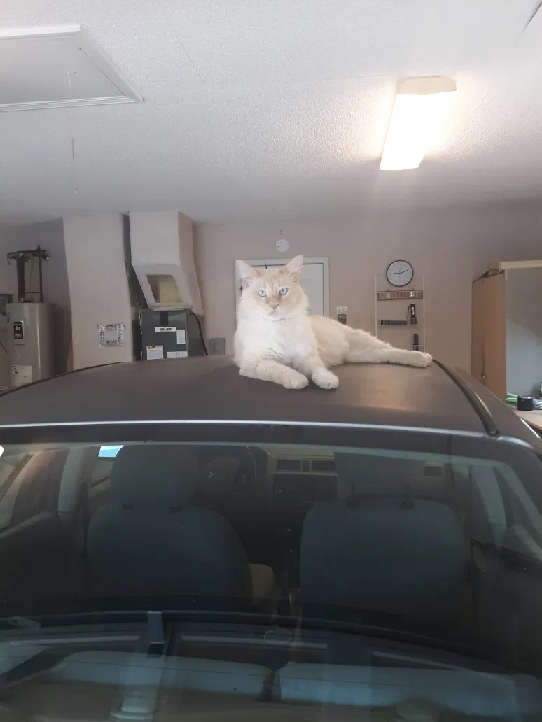 Lost cat in Crestview, FL, 32539