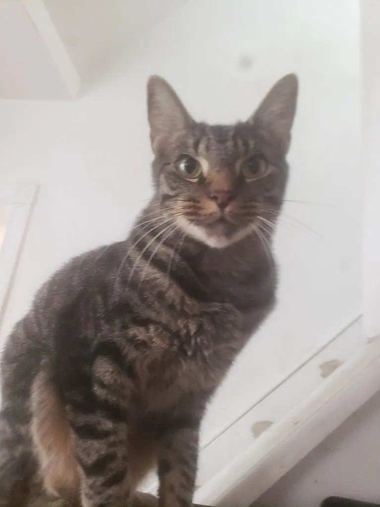 Lost cat in Bridgeport, PA, 19405